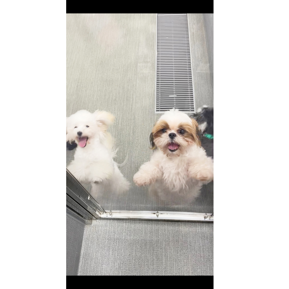 ☆生徒が撮影したモデル犬☆